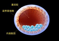 试管科普：走进胚胎实验室，